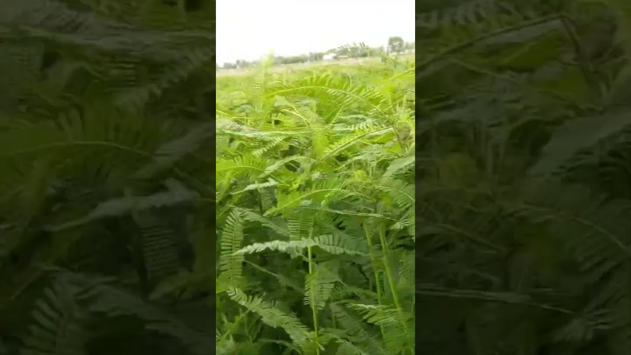 Green manure cultivation 