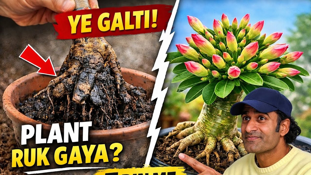 Pruning ke baad 7 din me ye 5 galti ho gayi to Adenium ruk jayega