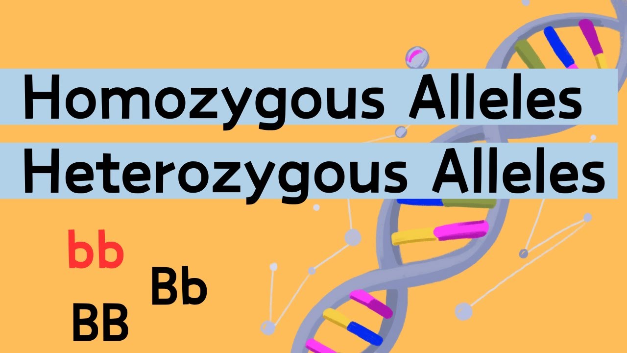 Homozygota kontra heterozygota