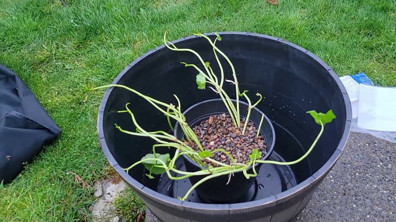 How To: DIY $61 Patio Pond for Japanese Rice Fish! (Can be used for other fish as well)