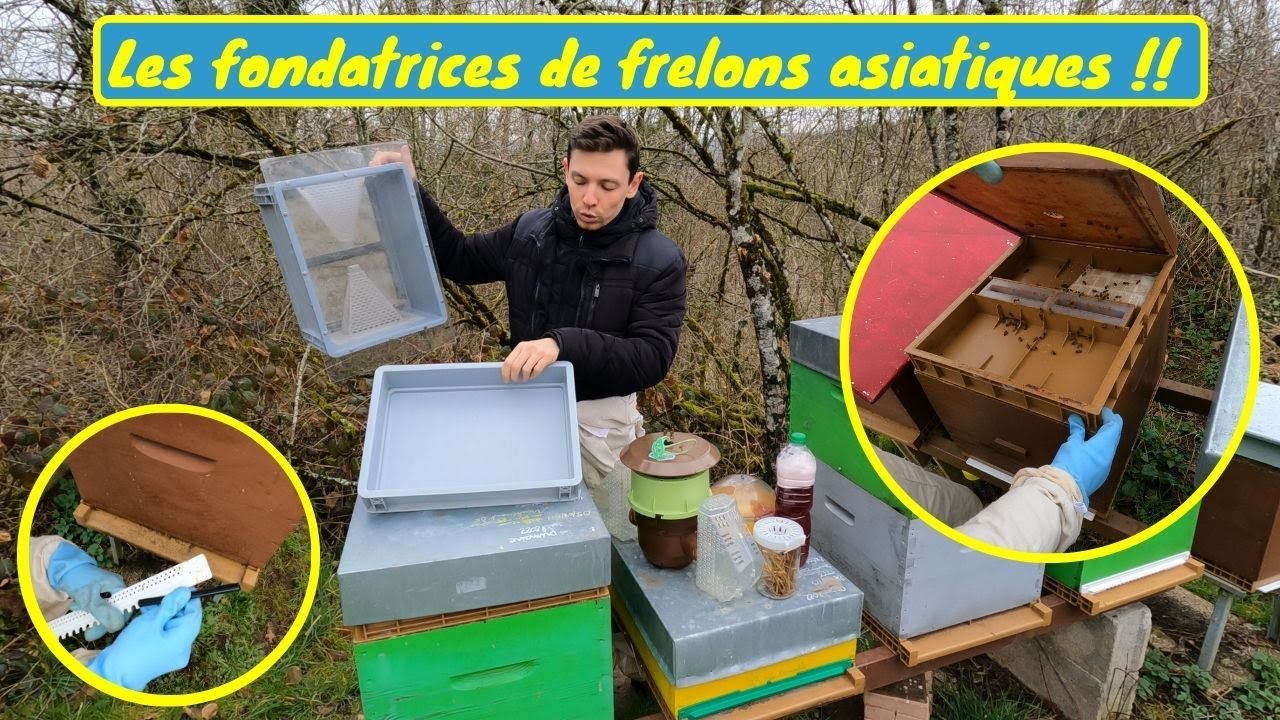 La CONTRE ATTAQUE sur les FONDATRICES DE FRELONS ASIATIQUES ! Suivi du mois de mars aux ruches
