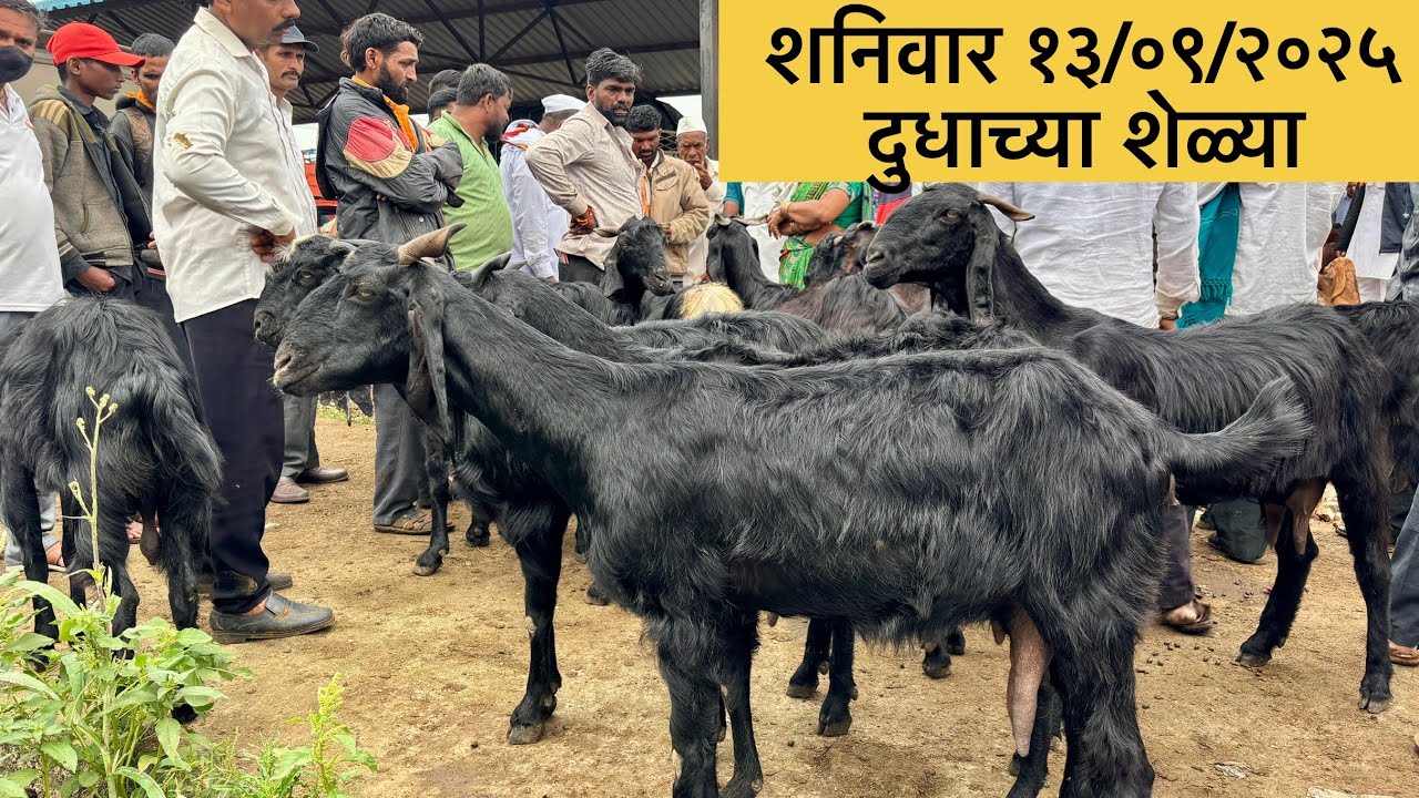 महाराष्ट्रातील सर्वात मोठा शेळ्या मेंढ्या चा बाजार | 13/09/2025 (शनिवार)चाकण बकरी बाजार अपडेट |