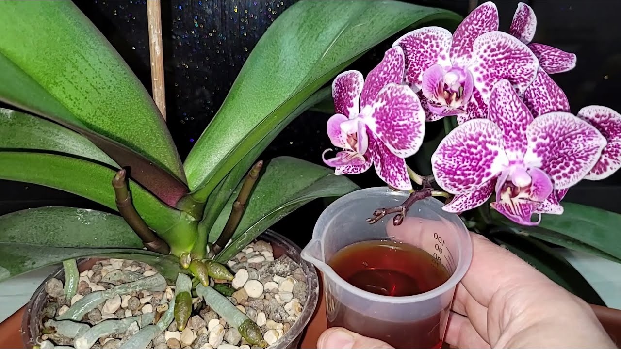 Срочно НАЛЕЙТЕ в орхидеи ЭТО! Цветоносы и корни ПОЛЕЗУТ СО ВСЕХ ЩЕЛЕЙ!