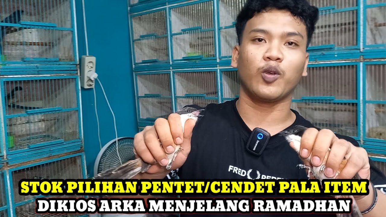 PENTET KEPALA HITAM DIKIOS ARKA!!CEK HARGA BURUNG TERBARU DIPASAR BURUNG PRAMUKA HARI INI