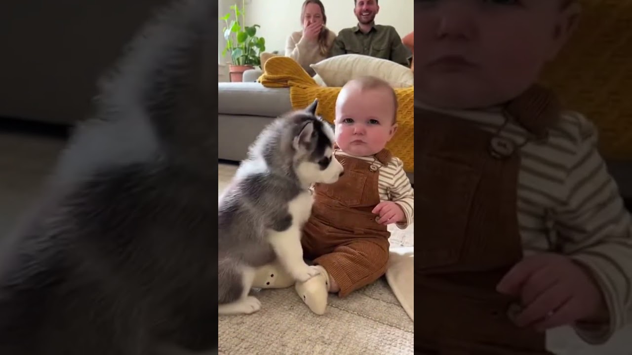 Baby vs. Over-enthusiastic Husky Puppy! 🐶👶