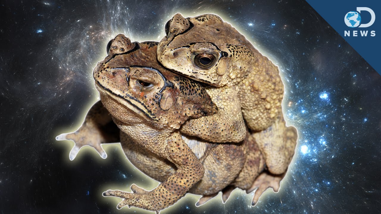 Why Are Animals Having Sex In Space?