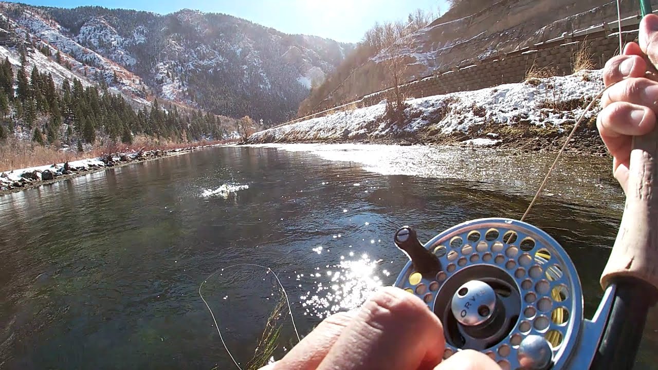 Lower Provo Fly Fishing - BWO Hatch!