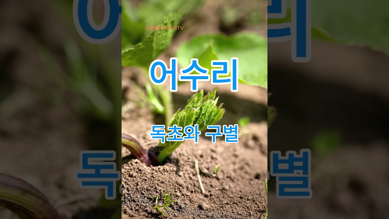 어수리 산나물과 독초를 쉽게 구분하는 방법을 알아봅니다.