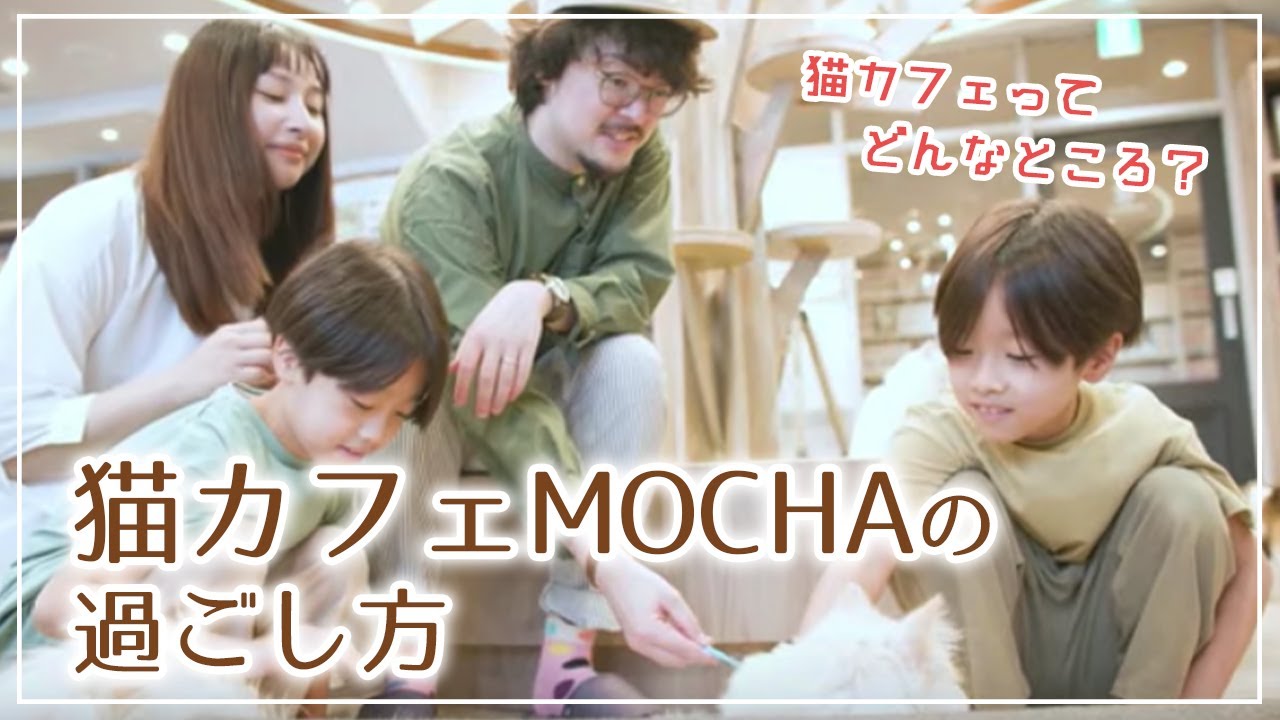 猫カフェってどんなところ？猫カフェMOCHAの過ごし方を紹介します。