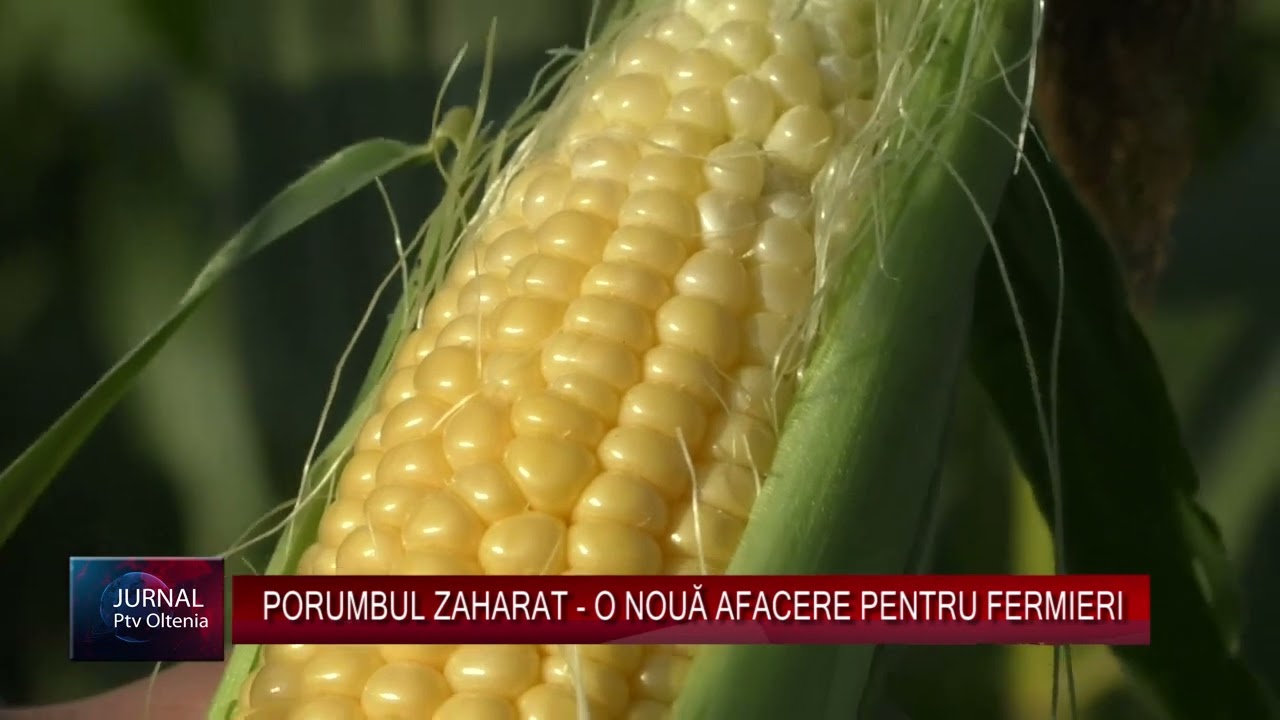 PORUMBUL ZAHARAT - O NOUĂ AFACERE PENTRU FERMIERI