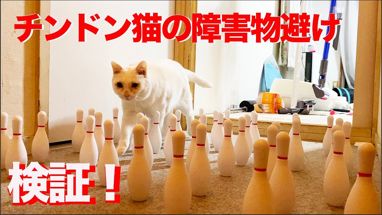 オッドアイの珍獣(猫)、障害物よけで猫能力測定に挑む My funny white cat's obstacle trial