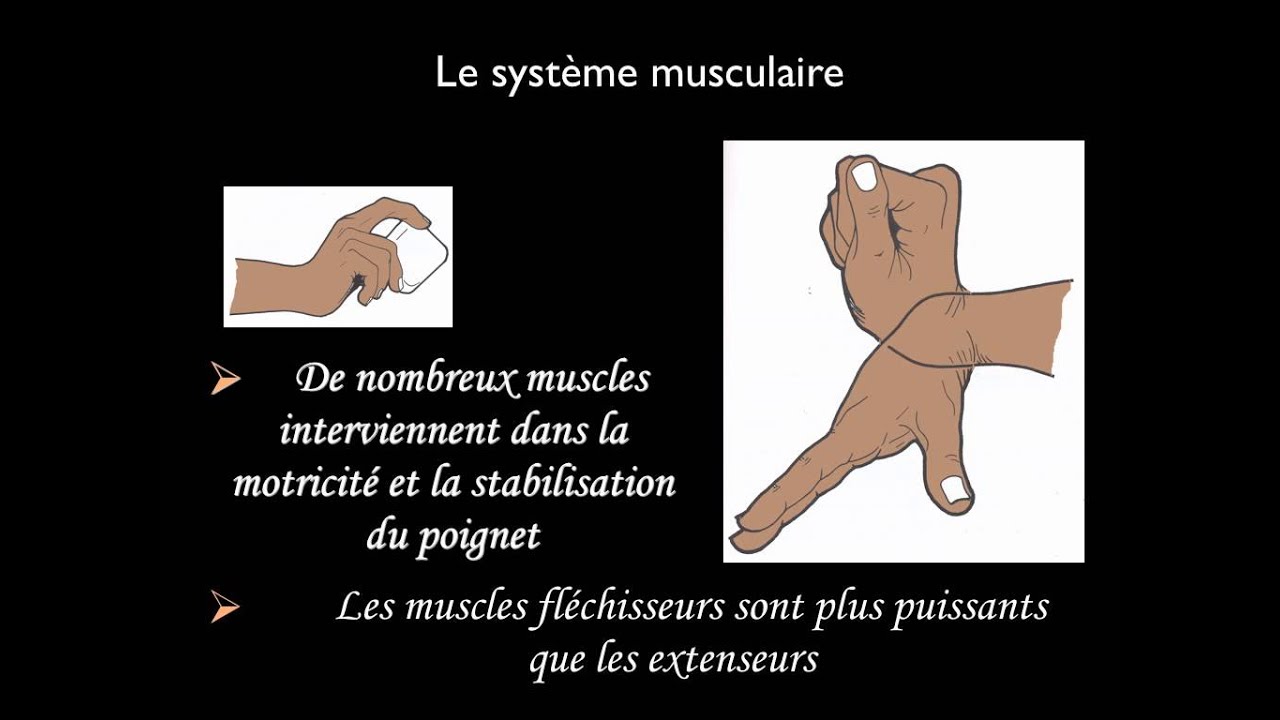 Généralités sur le poignet