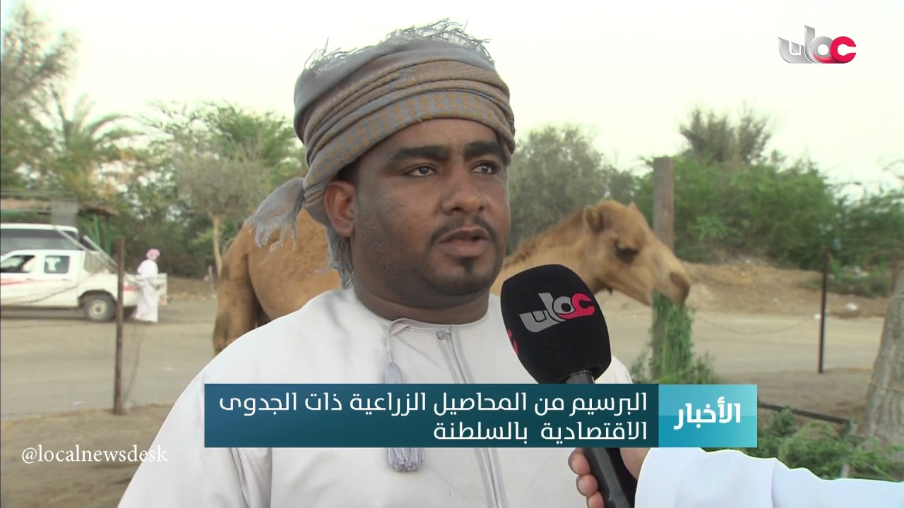البرسيم من المحاصيل الزراعية ذات الجدوى الاقتصادية  بالسلطنة