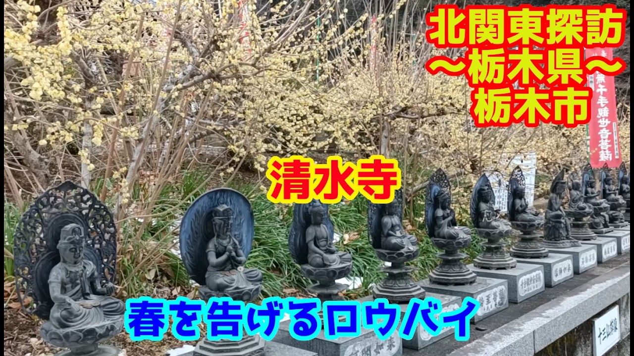 北関東探訪　清水寺の蝋梅　～栃木県栃木市を行く～