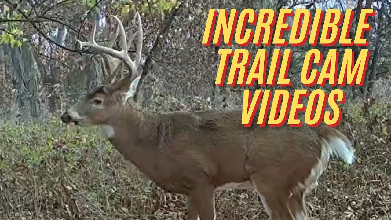 Amazing trail camera videos of big bucks working scrapes