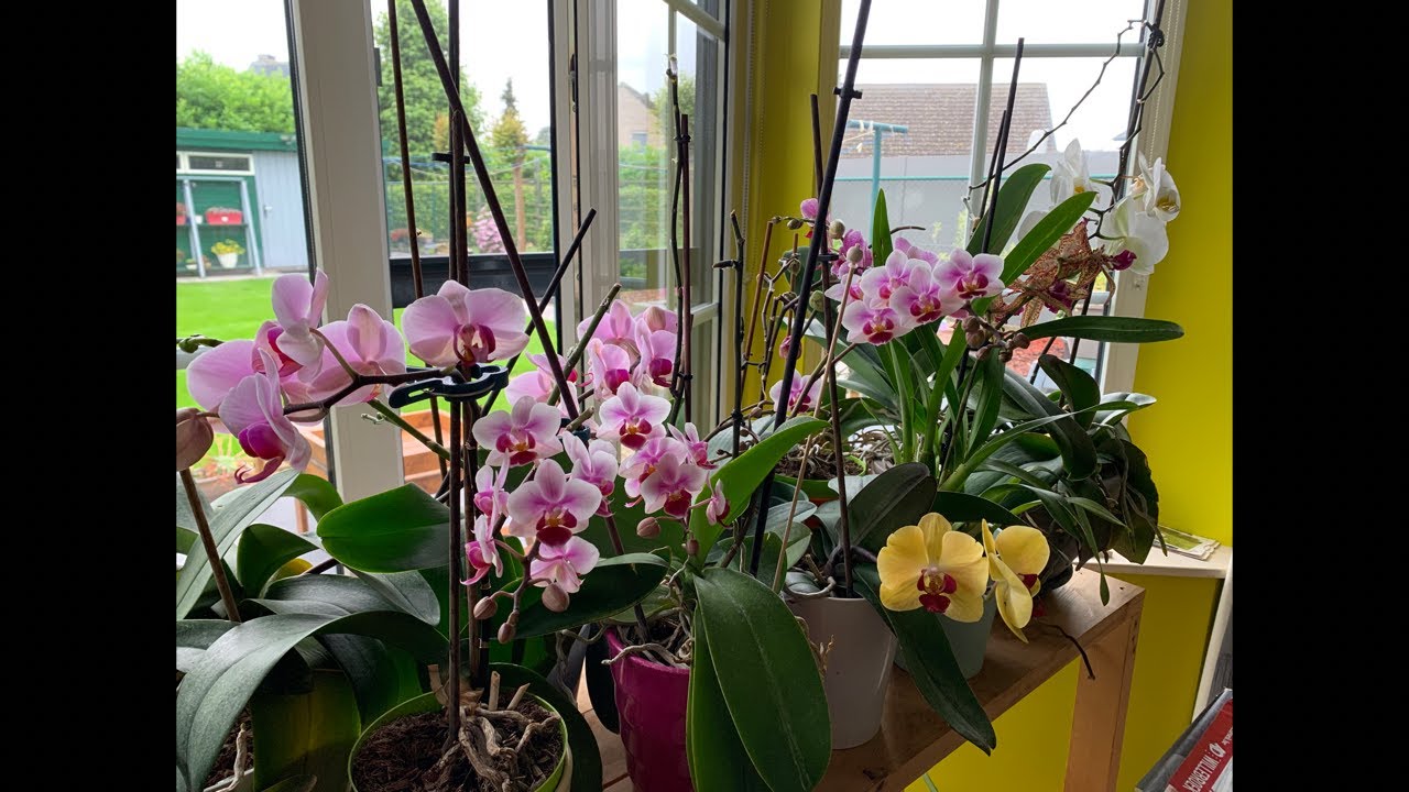 I don’t water my orchids