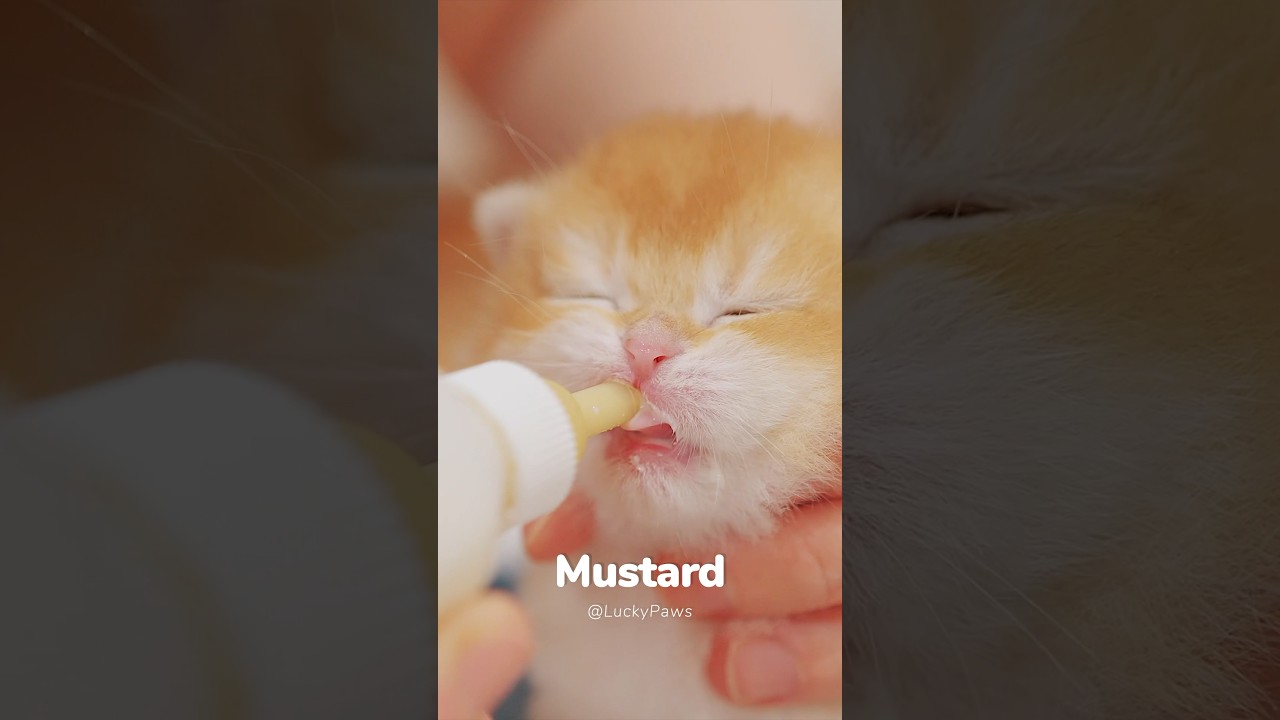 😋Baby Kitten 🍼Bottle Feeding - #cute #kitten #cat