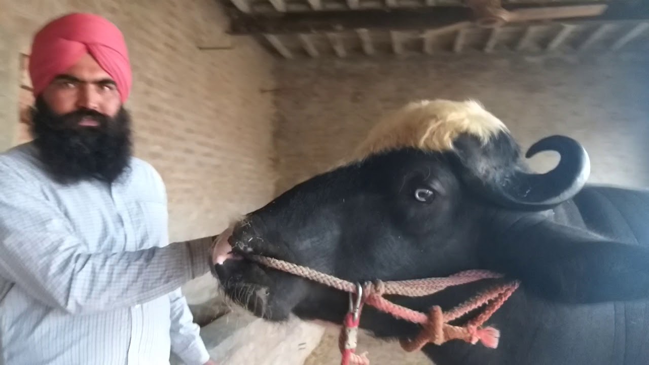 Nirmal Singh ka Raja bull son of Badshah roddeline nili Ravi ( semen available) 🏅🏆👌👌 07009492709