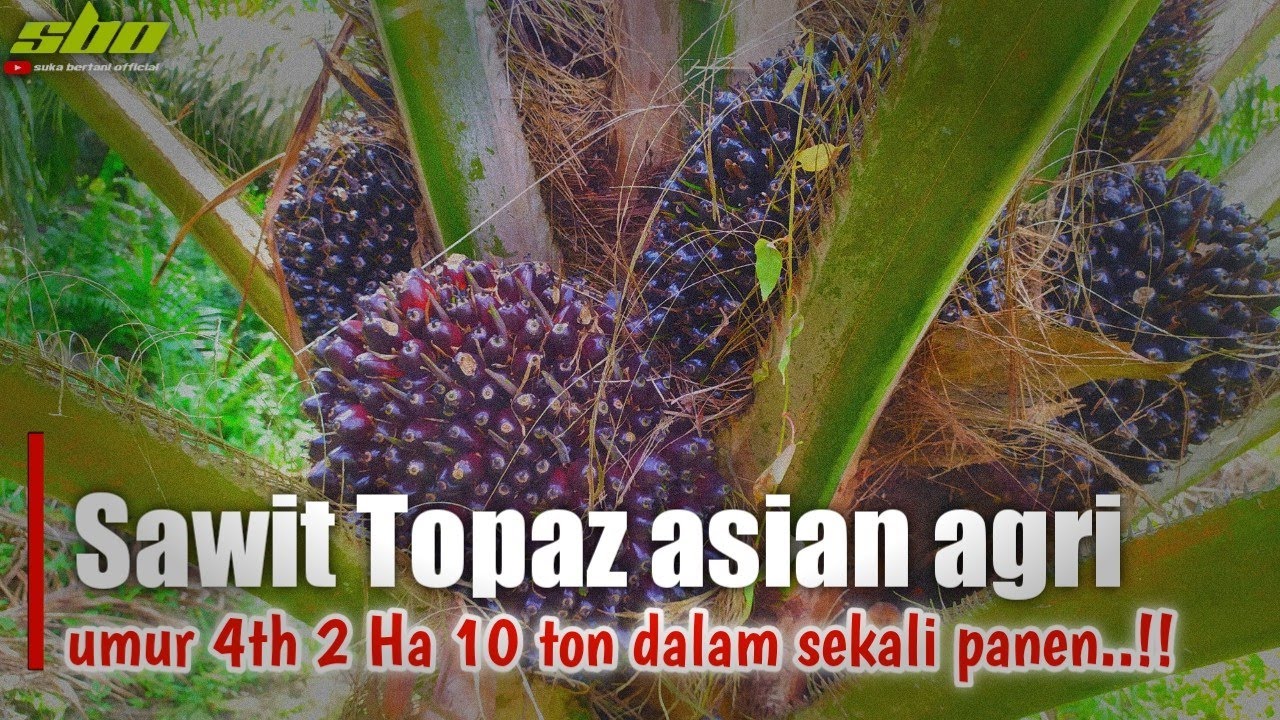 sawit topaz umur 4 tahun❓buahnya besar2 | bibit Topaz