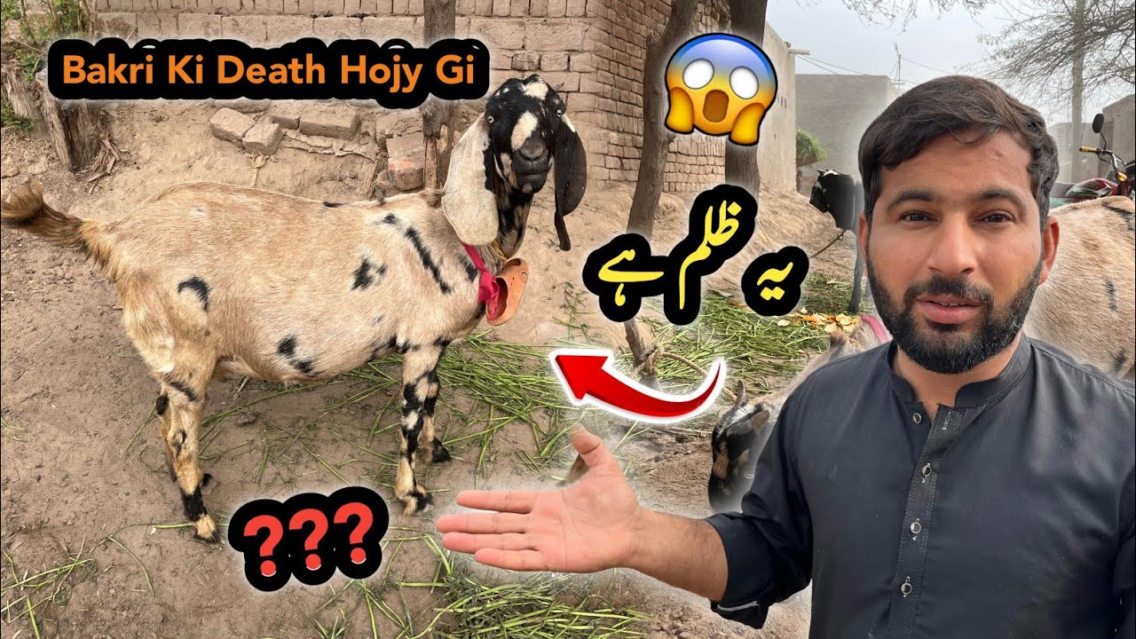 Kiya Bakri Ki Death Ho Sakti Hai 🥹😱 Iske Bina ?? | Village Routine Vlog | Shazyy Vlog 