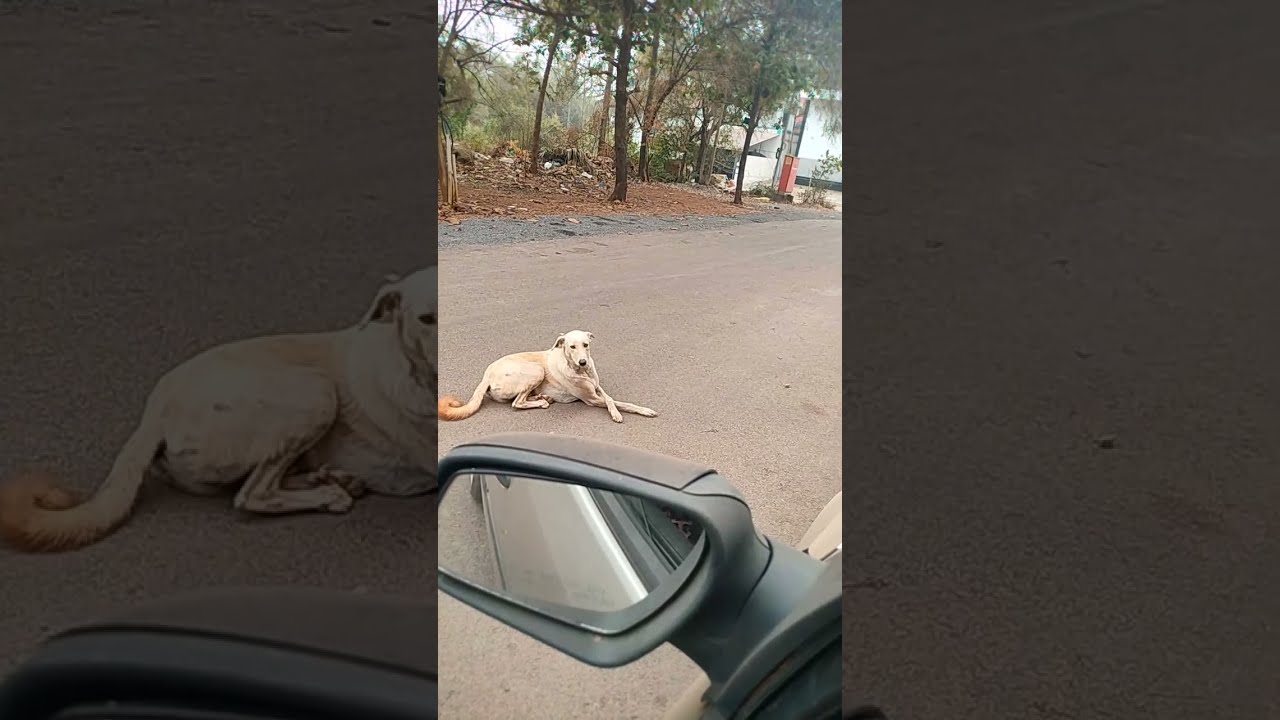 Voiceless Souls is live!