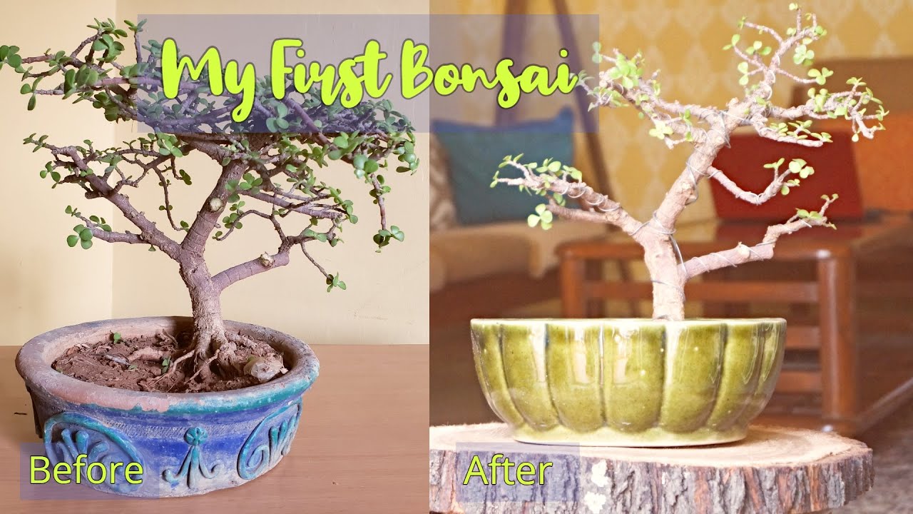 Create Your Own Bonsai (Step By Step) | How To Create A Bonsai Tree