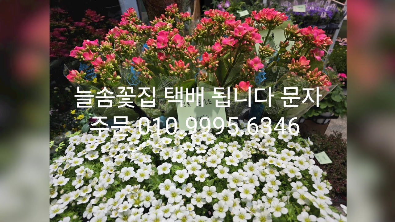 2월4일늘솜꽃집 영상입니다 택배가능한곳 010.9995.6346 예뿐아이들이 많이왔어요 구경하러오세요 