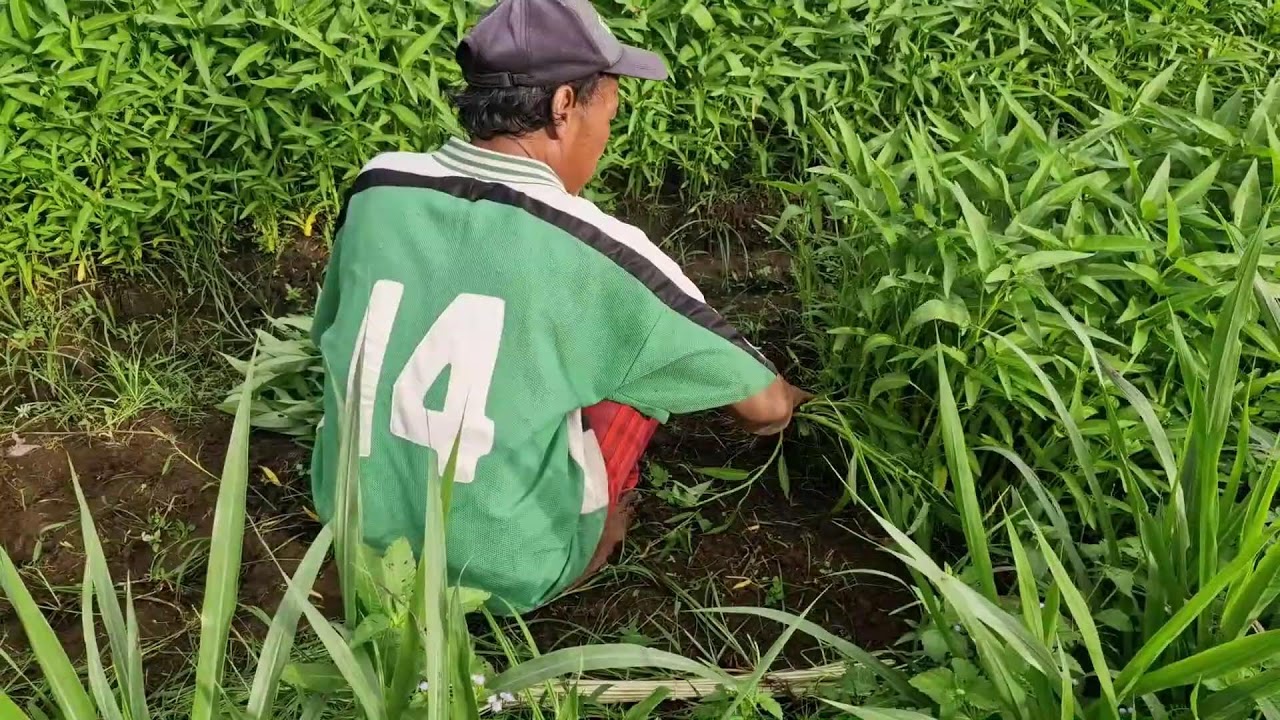 SUPER FAST FARMER SKILL: HARVESTING WATER SPINACH BY HAND - Agriculture Gardening