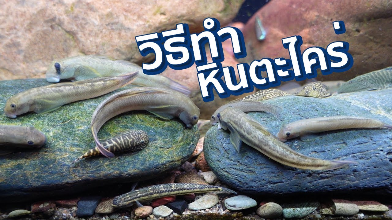 วิธีทำหินตะไคร่ Biofilm ไว้เลี้ยงปลาบู่แคระ ทุกขั้นตอนใน 14 วัน!