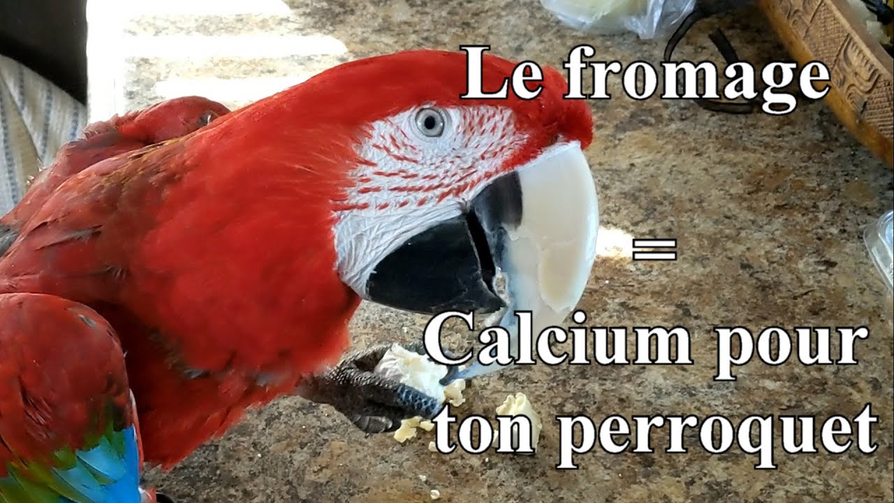 Le Fromage = Calcium pour ton perroquet
