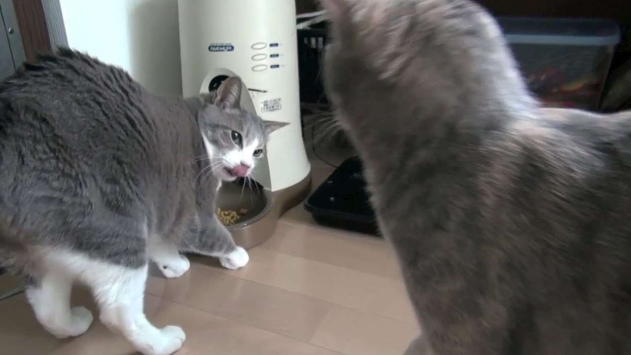 カリカリタイム - Cats Eat Food -
