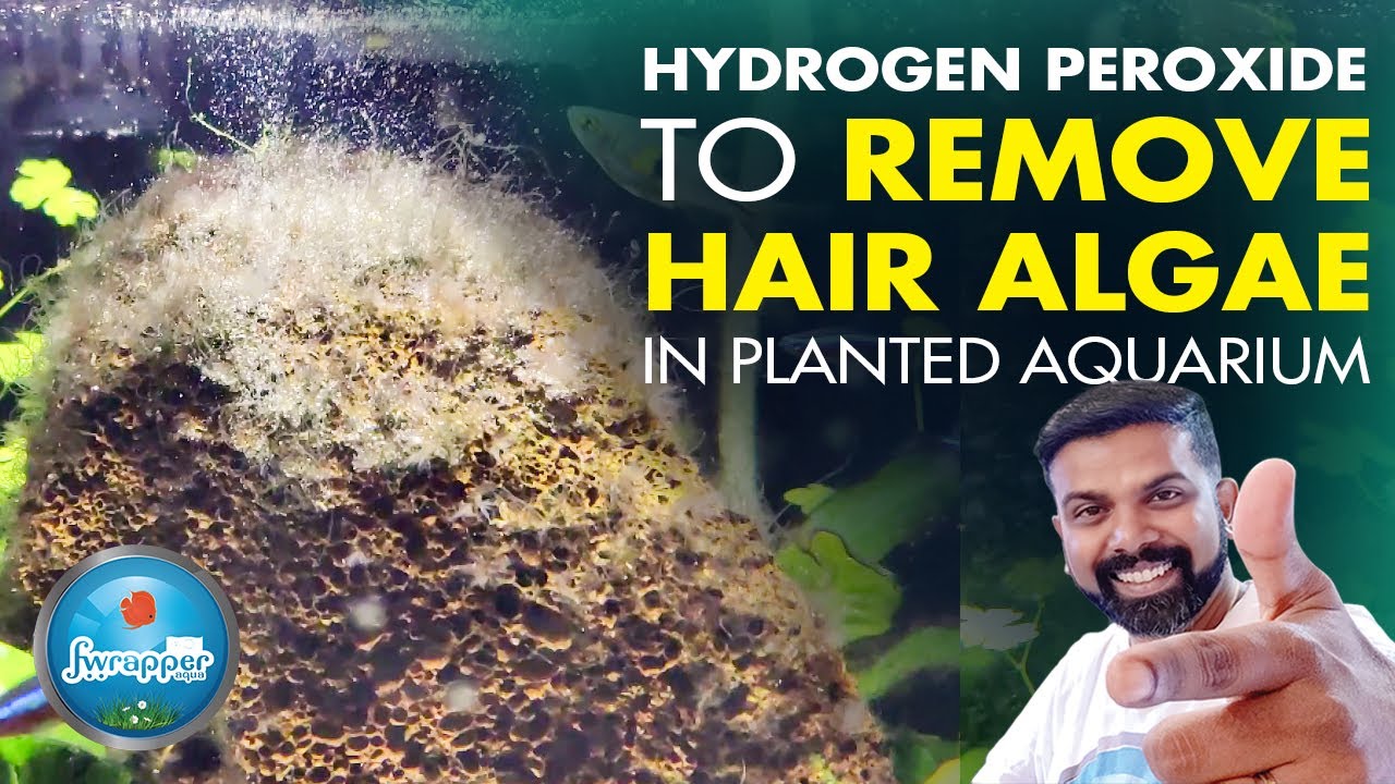 Hydrogen peroxide to Remove Hair Algae in Planted Aquarium