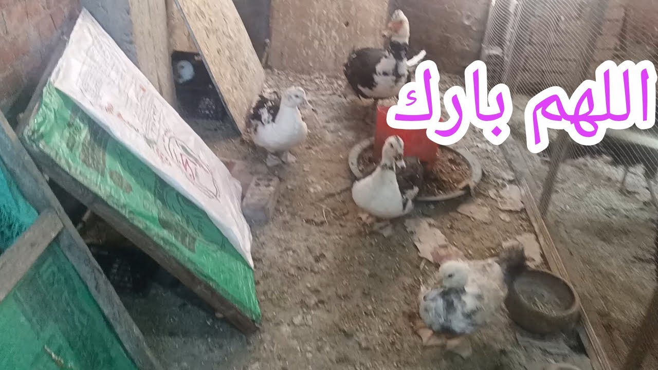 ياما أنت كريم يارب 🌷 طمرت تربيتي فيهم ⁉️😂 ربنا يكملها على خير 🪺 ويراضي قلوبنا جميعا اللهم امين 