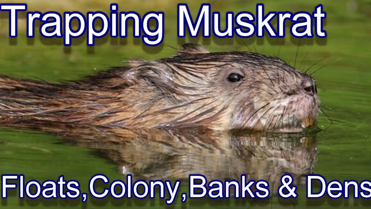 Muskrat Trapping Techniques Beginning to End. Focus on Trapping