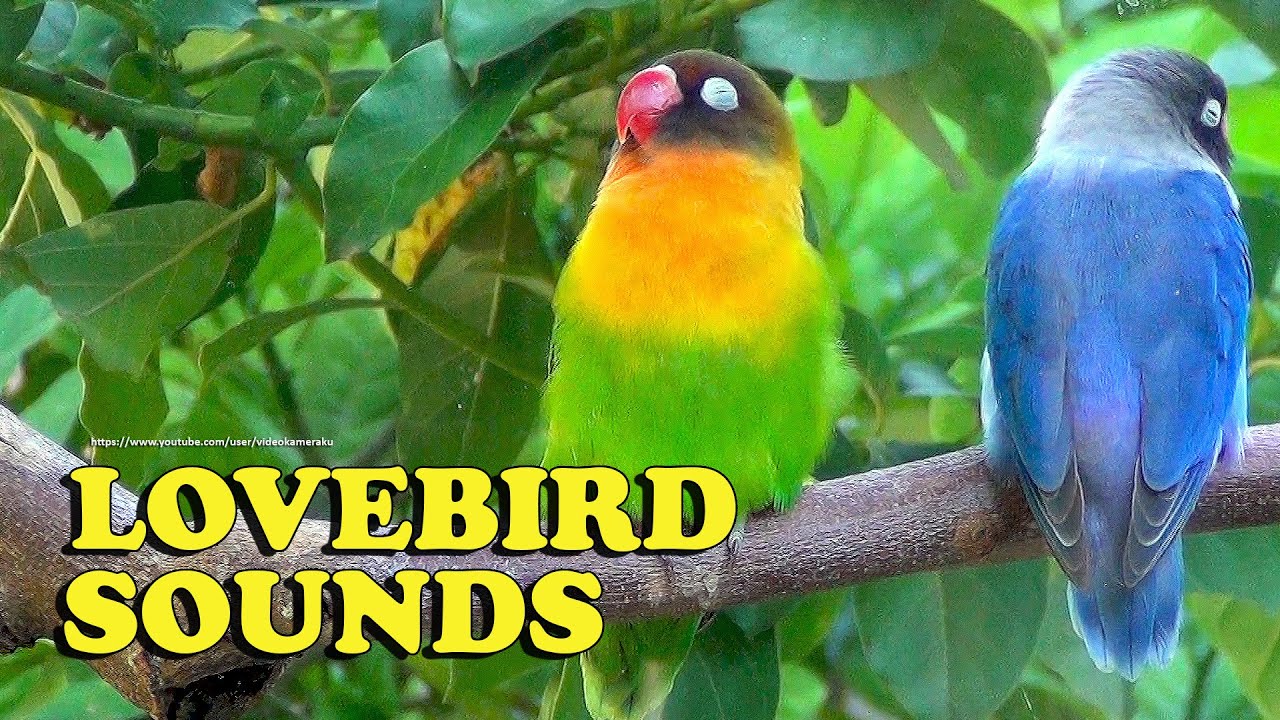 Lovebirds Sounds - Male and Female - Green Black, Brown Masked & Blue Personata