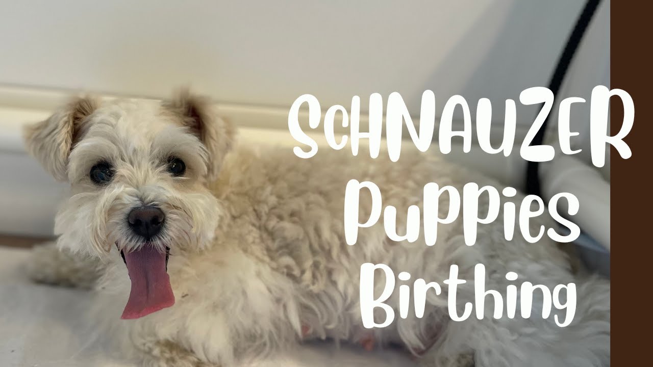 SVCC Toy Schnauzer 