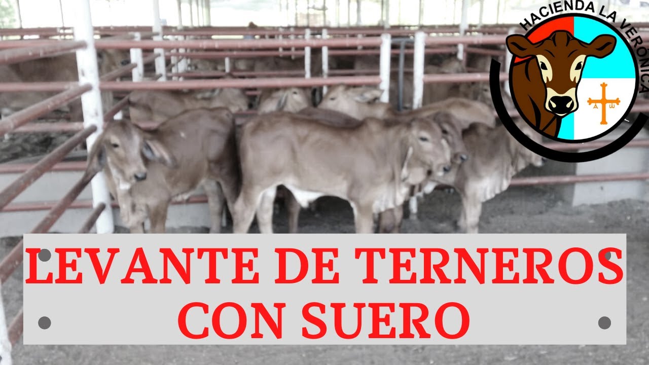 LEVANTE  DE TERNEROS CON SUERO