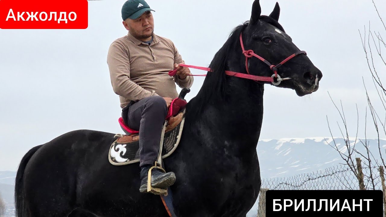 ЧЁРНЫЙ  БРИЛЛИАНТ   ПАЙ ПАЙ ПАЙ  АТТЫН УДАРЫ 