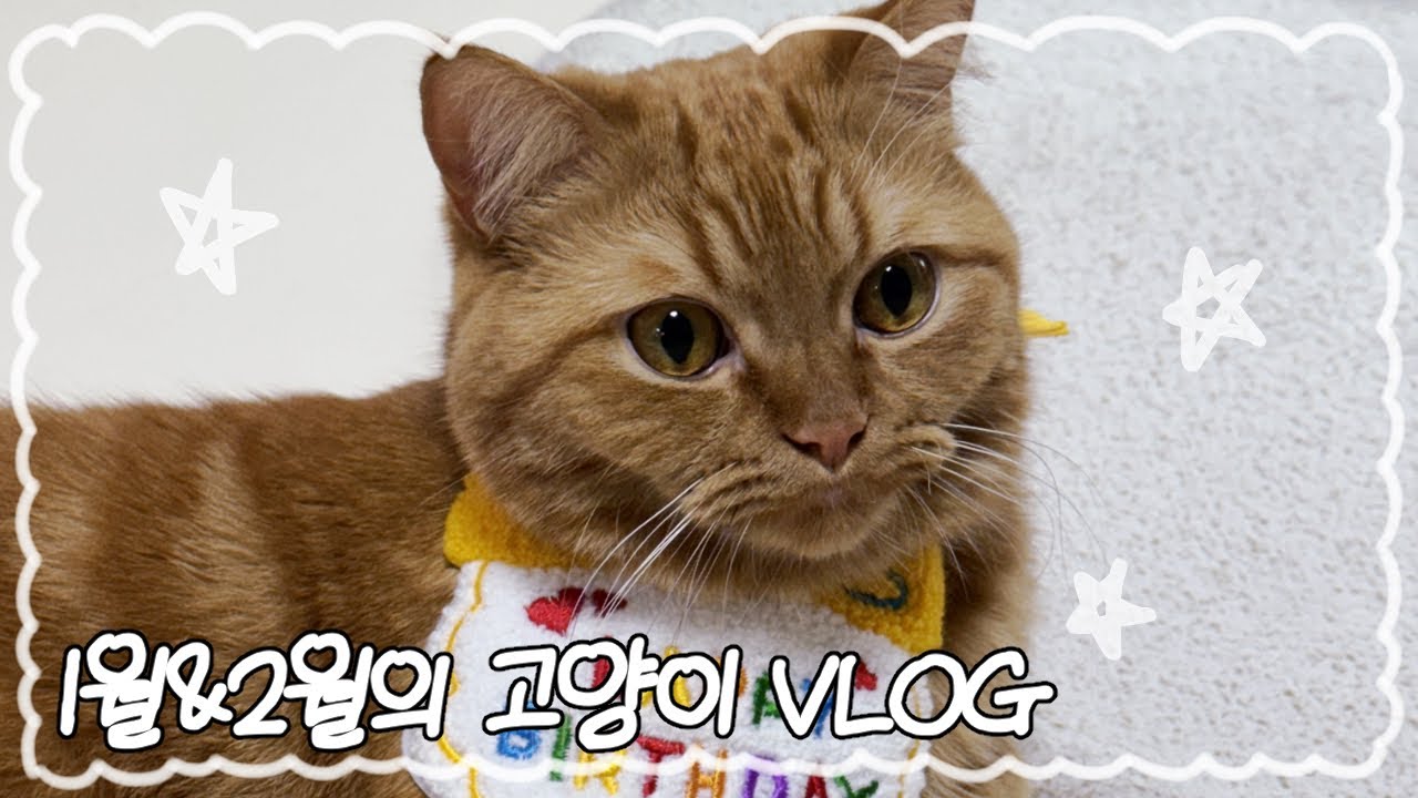「고양이VLOG 』 1월&2월 두달의 기록 | 새 해가 밝았지만 변하는 건 없다 | 월간 고양이ep.22