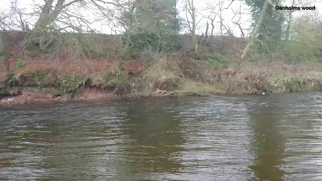 DENHOLMS WOOD   RIVER NITH, DUMFRIES