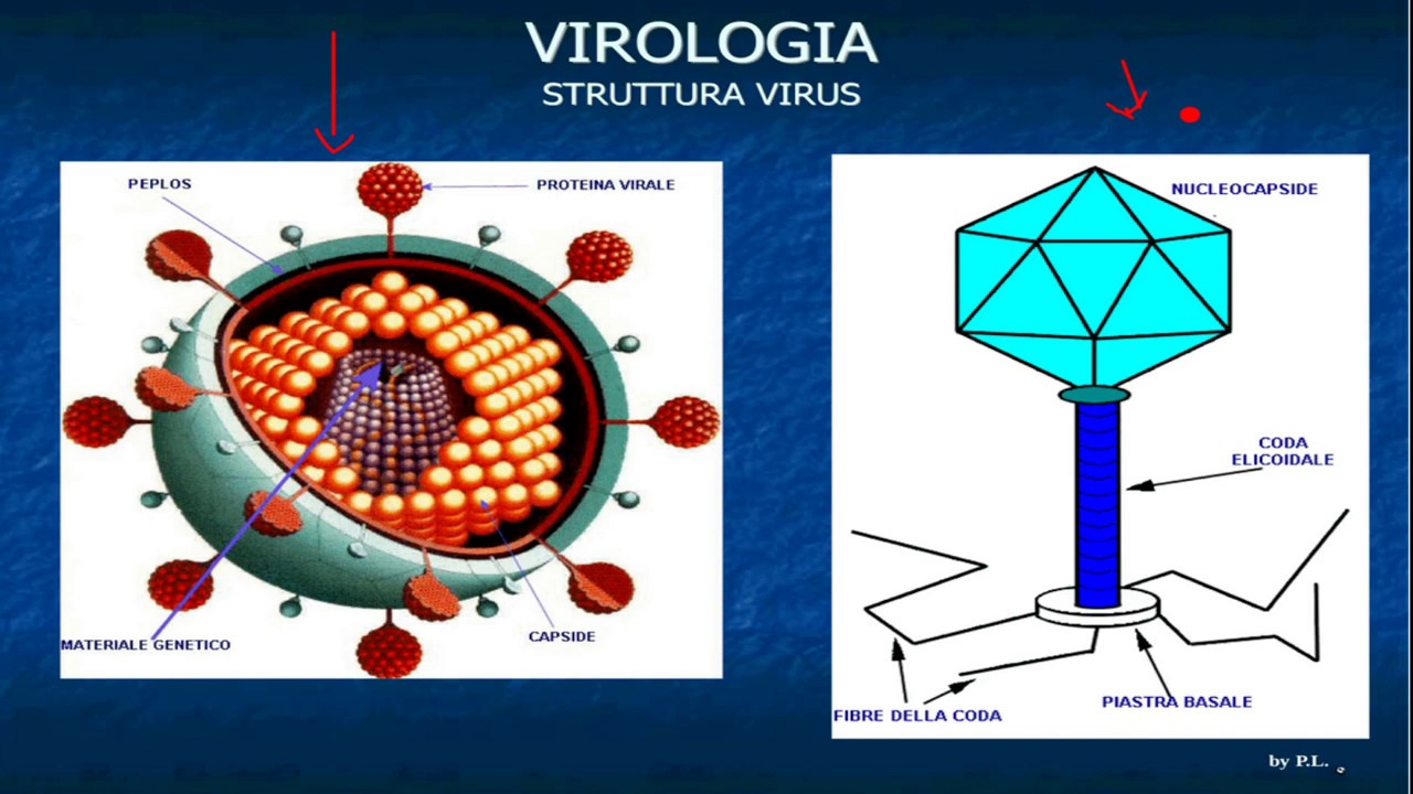 I virus