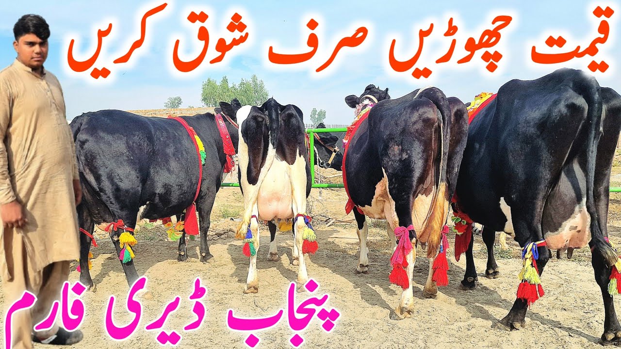Cholistani Friesian Cross Cow | Imported Cow | Rana Dairy Farm Salem Bhalwal || Mandi Star