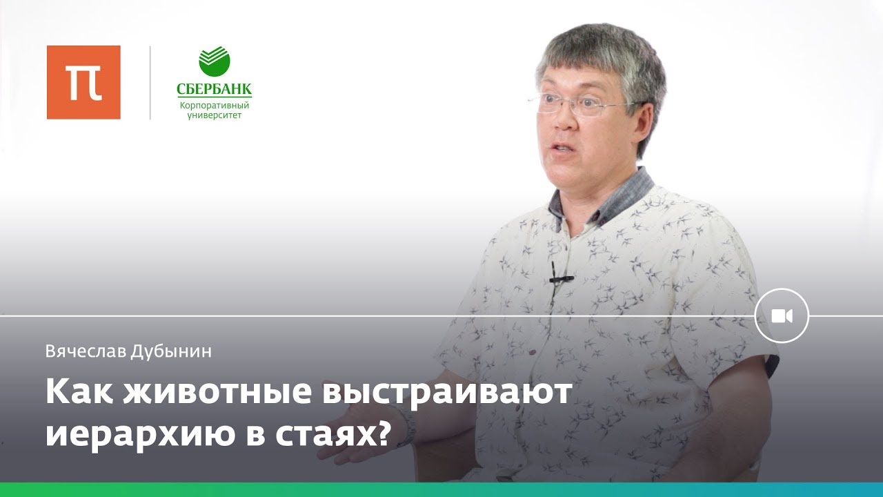 Мозг лидеров и мозг подчиненных — Вячеслав Дубынин