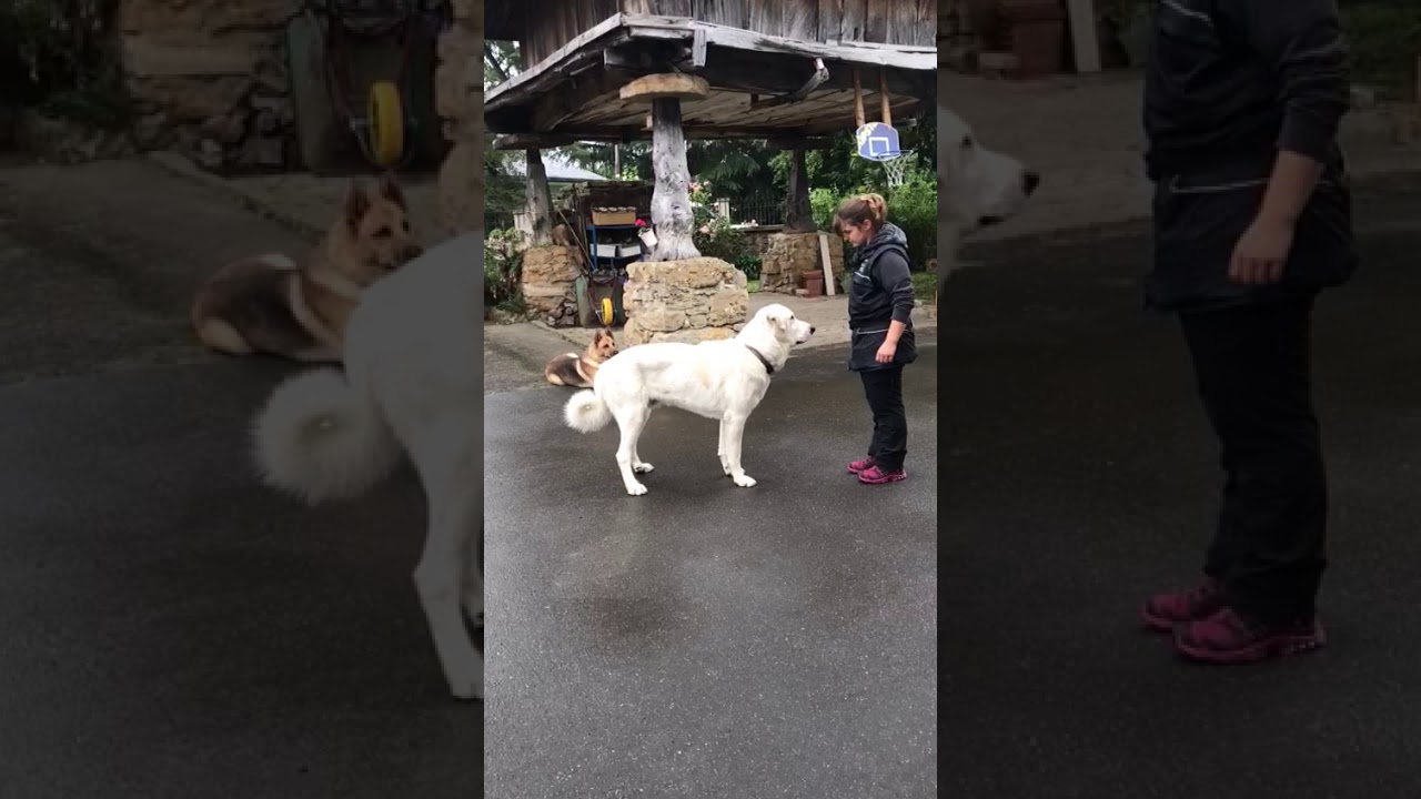 Adiestramiento Mastin de los Pirineos