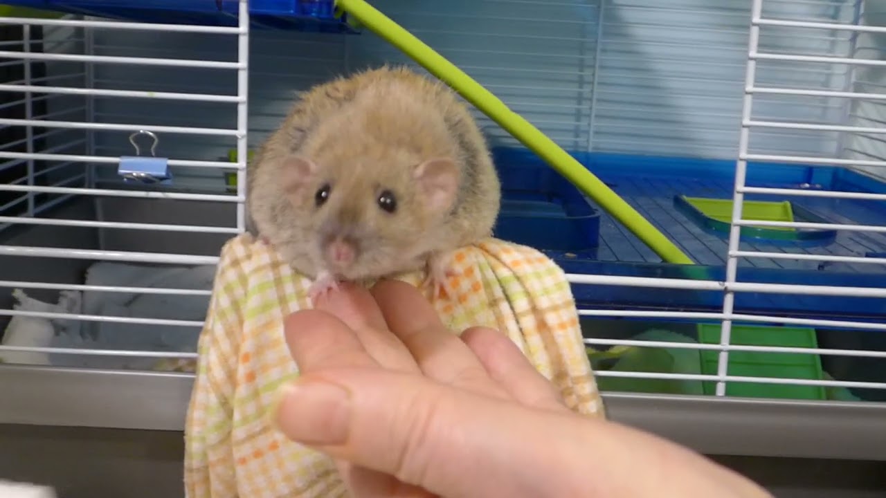 blankie pulling time P1020962