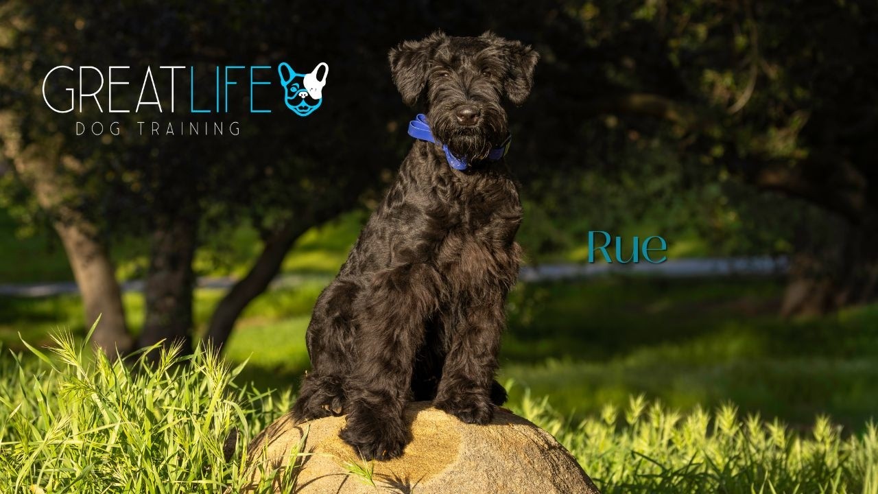 Dog Training / Obedience Giant Schnauzer