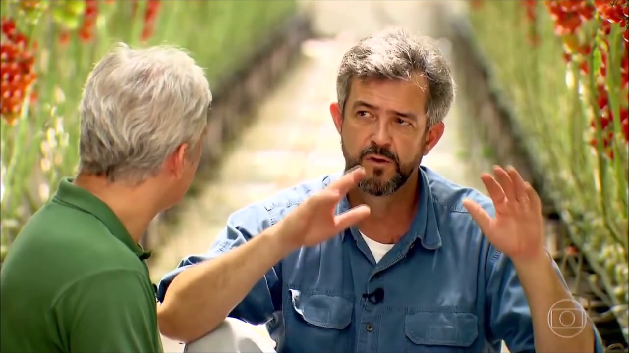 CULTIVO DE TOMATE EM ESTUFA