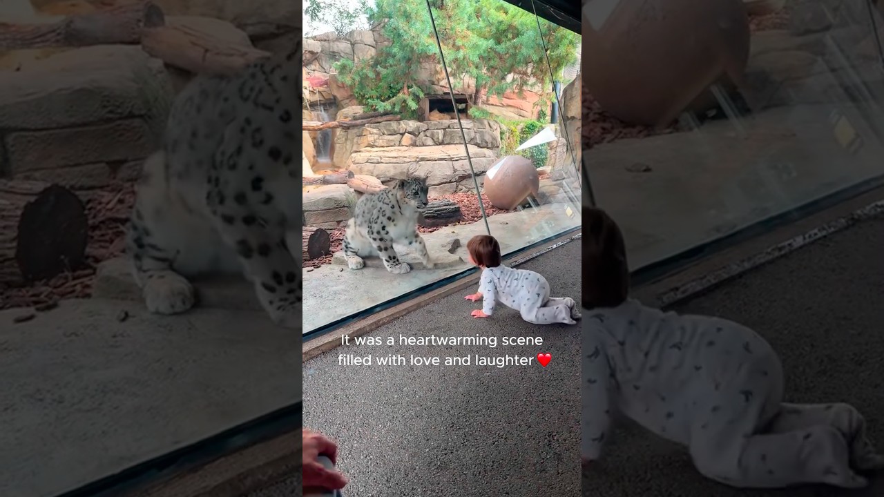 When the Snow Leopard Acts Like a Big Fluffy Cat.#animals #animallife #funnyanimals #snowleopard