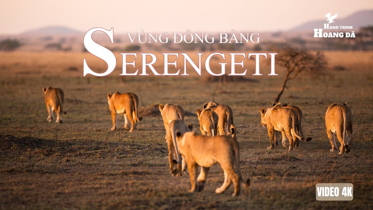 SERENGETI - TRÁI TIM HOANG DÃ CỦA CHÂU PHI | Khám phá thế giới động vật hoang dã. #thegioidongvat