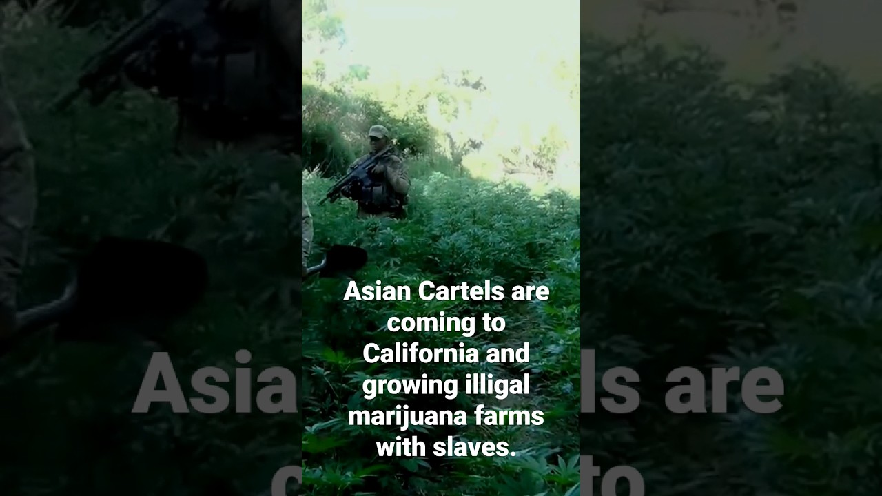 Asian cartels are coming to California and growing illegal marijuana farms with slaves. #border